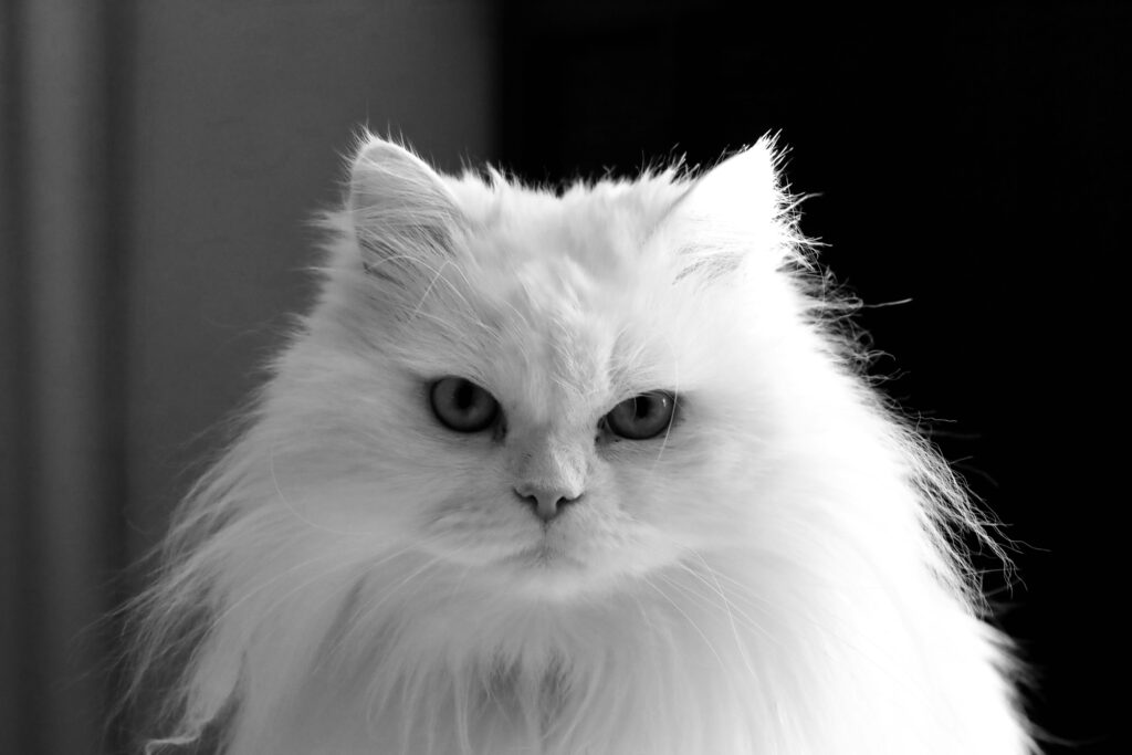 Persian Cats Caring for Royalty in 2025