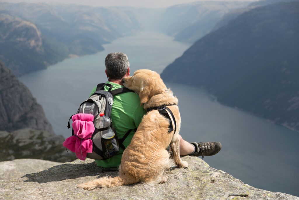 Golden Retrievers The Heart of 2025’s Dog Trends
