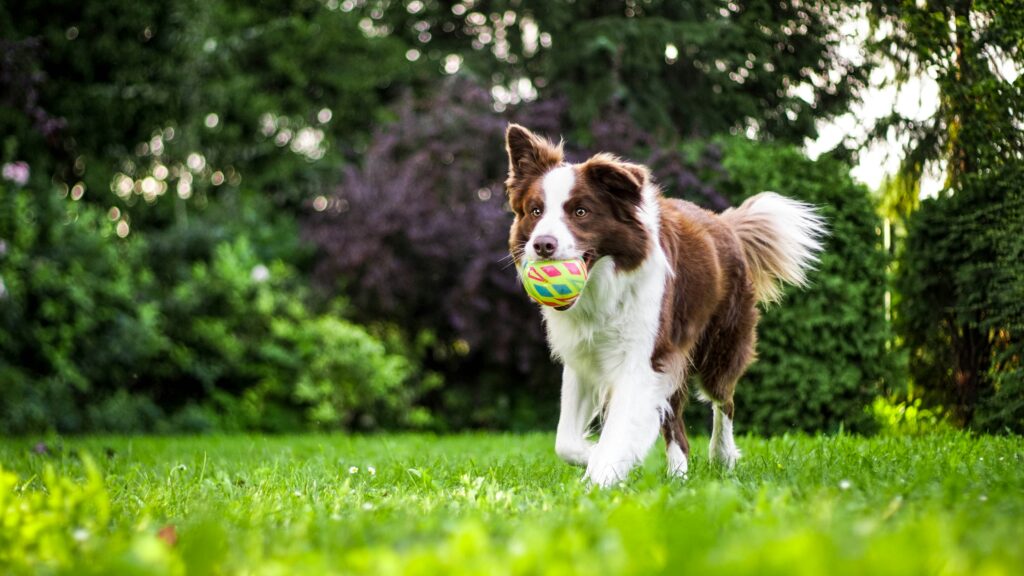 Border Collies Mastering Agility