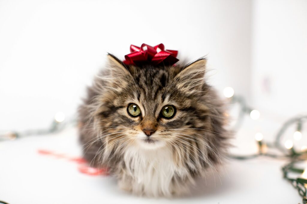 Maine Coon Cats The Gentle Giants