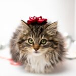 Maine Coon Cats The Gentle Giants