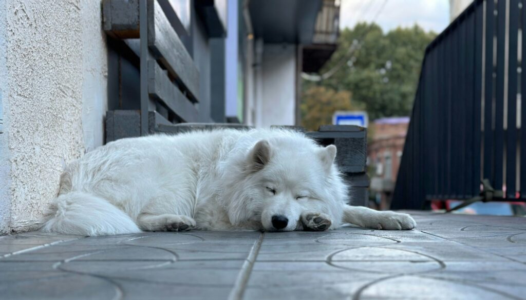 Senior Dog Care Loving Older Pups