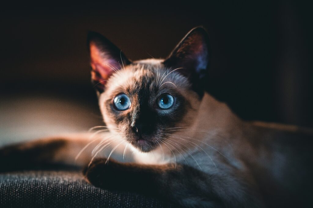Understanding Siamese Cats Elegance and Personality