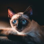 Understanding Siamese Cats Elegance and Personality