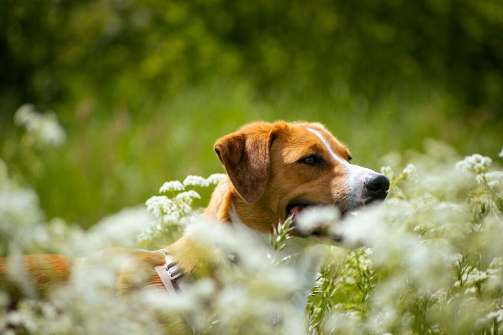 Beagles The Scent Hounds of 2025