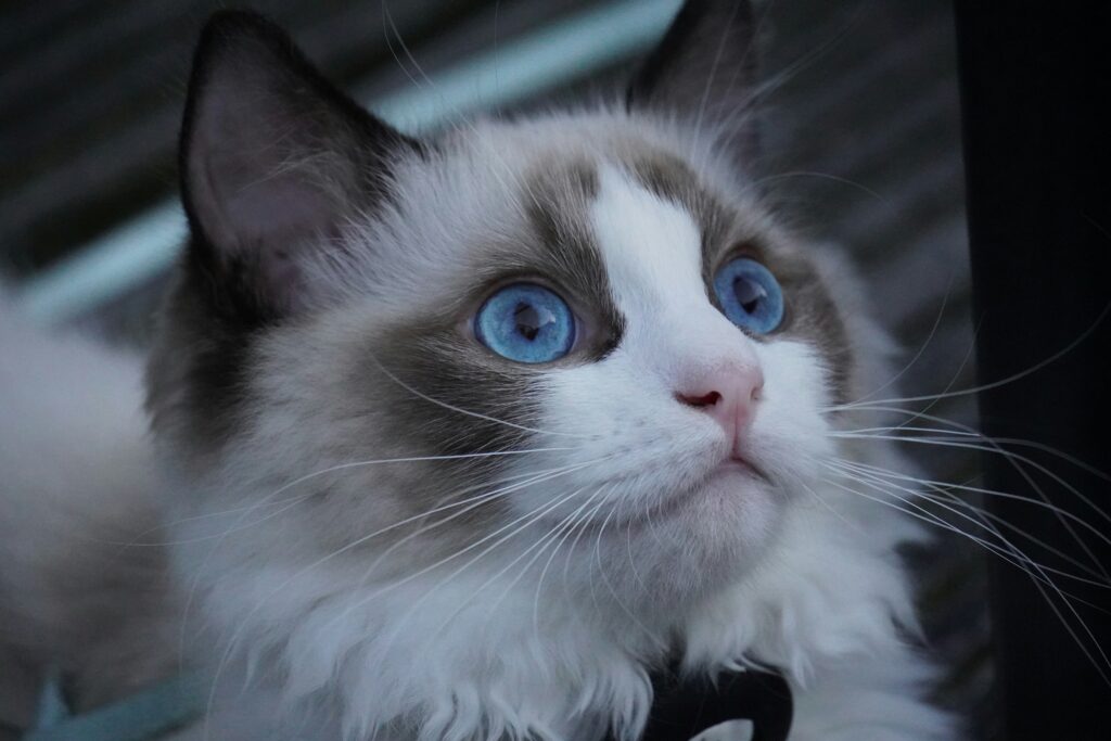 Ragdoll Cats The Cuddly Companions