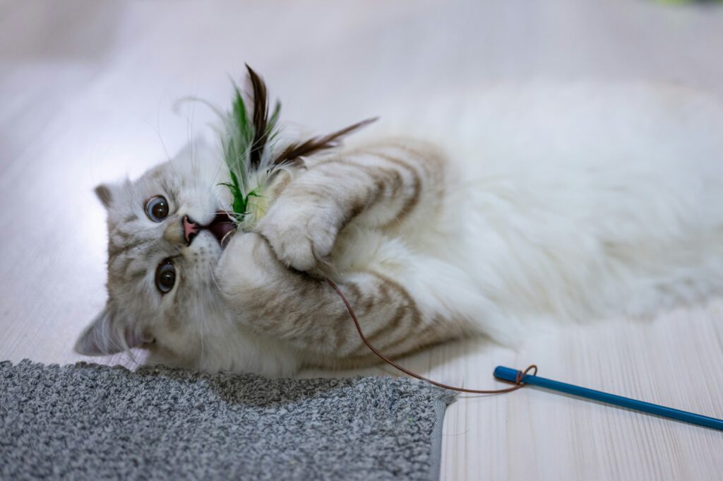 Managing Cat Behavior Tips for a Happy Home