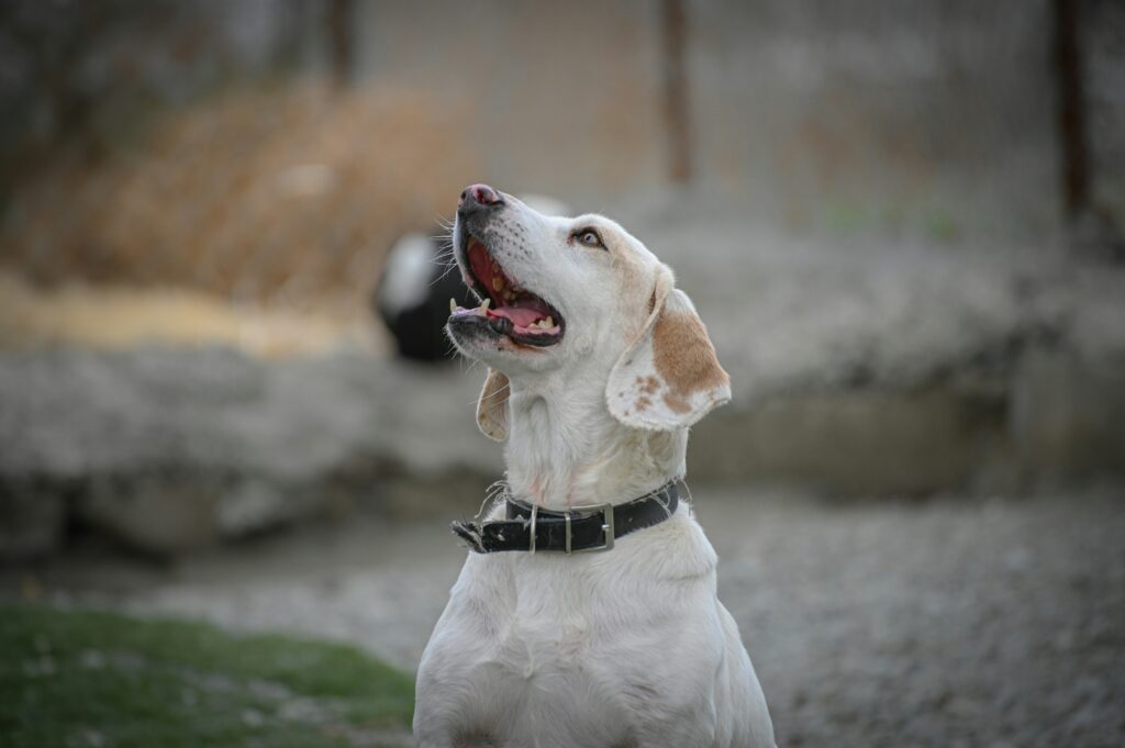 Adopting Shelter Dogs Why 2025 is the Year
