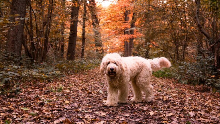 Why Labradoodles Are the Ultimate Family Dog