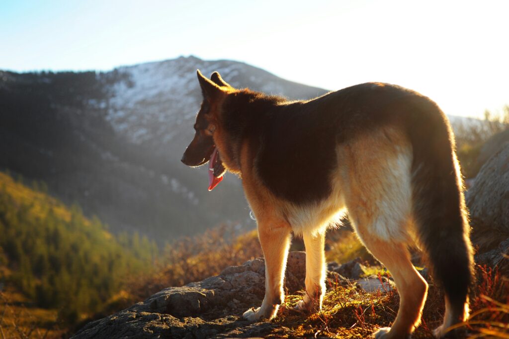 Training German Shepherds Tips for Success