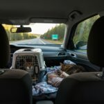 How to Travel Long Distance With a Cat