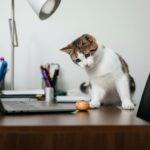 Why Cats Knock Things Off Tables