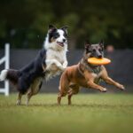 Best Dog Sports for Active Breeds: Channel Your Pet's Energy