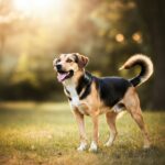 The Psychology of Tail Wagging: What It Really Means
