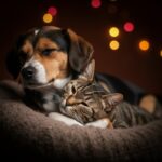 Why Your Pet's Sleep Schedule Could Save Their Life